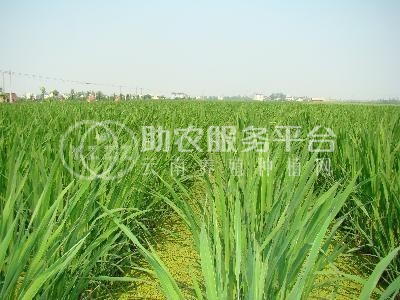 大理茭白种植基地供应4吨图5