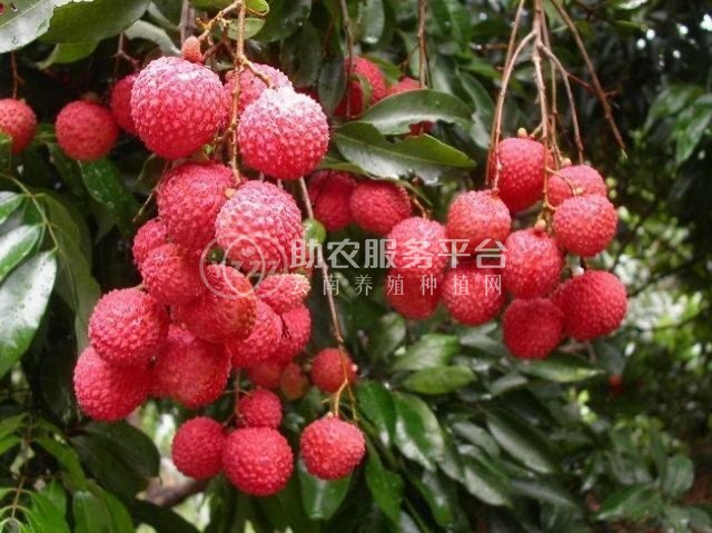 红河荔枝种植专业合作社供应量图1