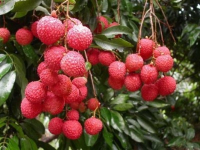 红河荔枝种植专业合作社供应量