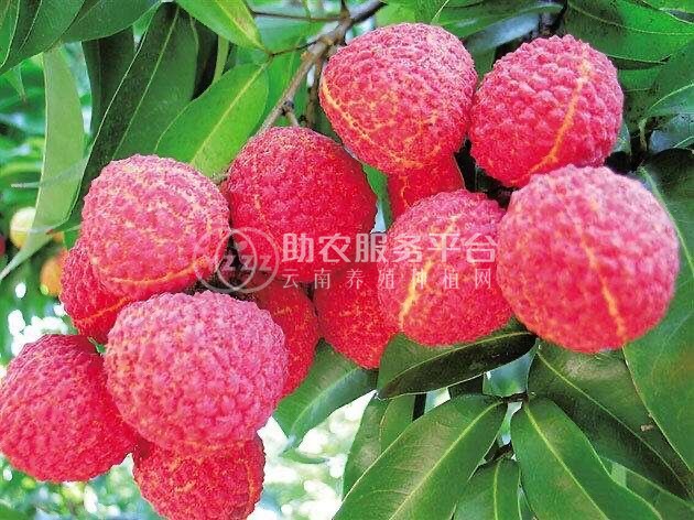 红河荔枝种植专业合作社供应量图2