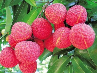 红河荔枝种植专业合作社供应量图2