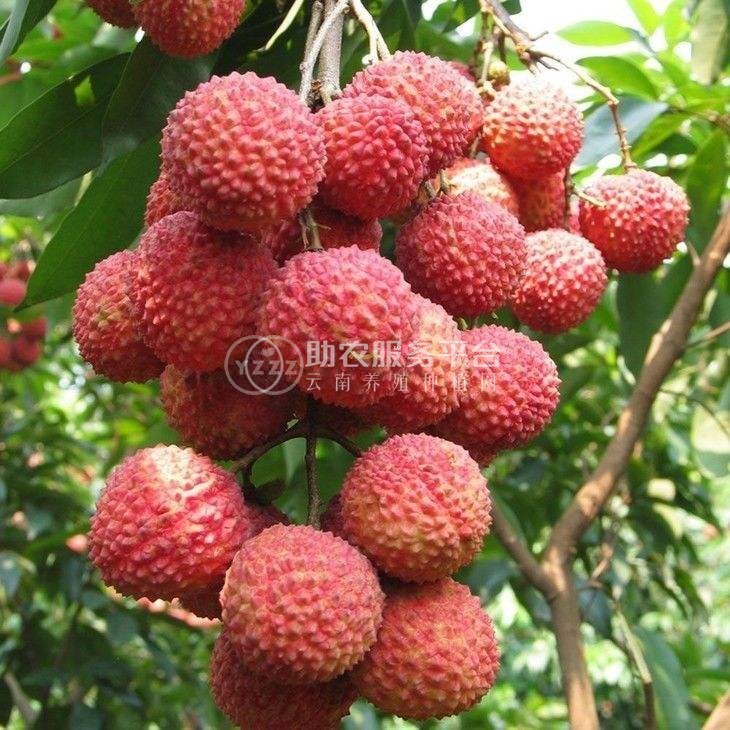 红河荔枝种植专业合作社供应量图3