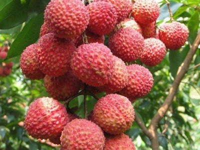 红河荔枝种植专业合作社供应量图3
