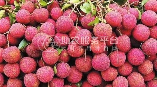 红河荔枝种植专业合作社供应量图4