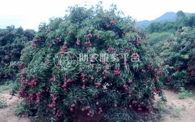 红河荔枝种植专业合作社供应量图5