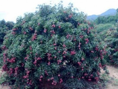 红河荔枝种植专业合作社供应量图5