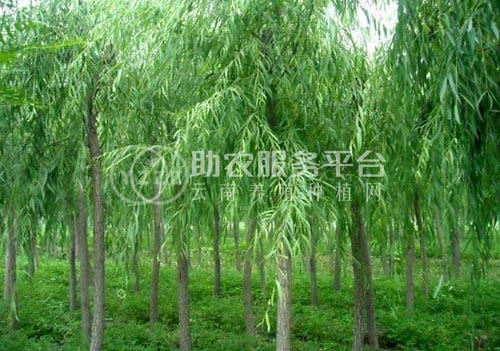 大理杨柳种植基地供应5万株图1