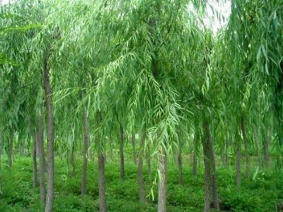 大理杨柳种植基地供应5万株