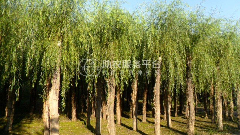 大理杨柳种植基地供应5万株图2