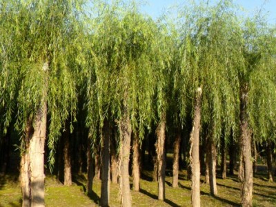 大理杨柳种植基地供应5万株图2