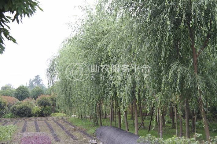 大理杨柳种植基地供应5万株图3