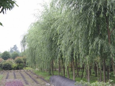大理杨柳种植基地供应5万株图3
