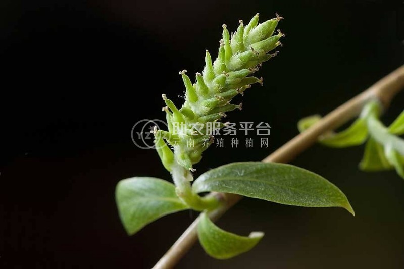 大理杨柳种植基地供应5万株图4