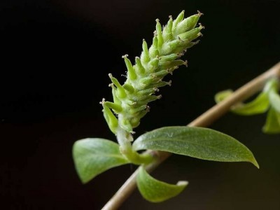 大理杨柳种植基地供应5万株图4