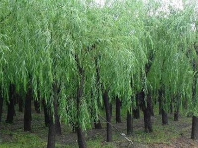 大理杨柳种植基地供应5万株图5