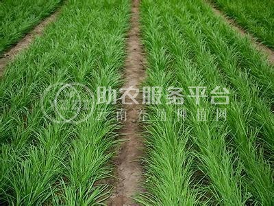 大理韭菜种植基地供应10吨图1