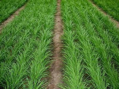 大理韭菜种植基地供应10吨