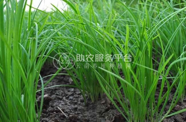 大理韭菜种植基地供应10吨图2