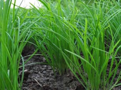大理韭菜种植基地供应10吨图2