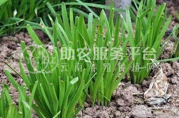 大理韭菜种植基地供应10吨图3