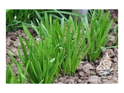 大理韭菜种植基地供应10吨图3
