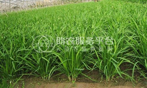 大理韭菜种植基地供应10吨图4
