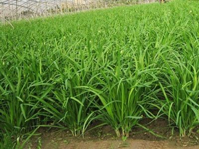 大理韭菜种植基地供应10吨图4