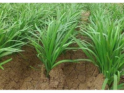 大理韭菜种植基地供应10吨图5