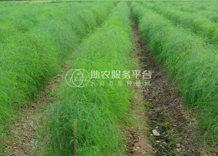 大理芦笋种植基地供应7000千克图1