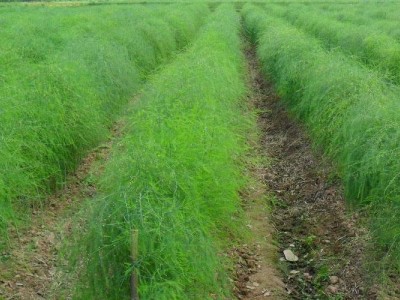 大理芦笋种植基地供应7000千克