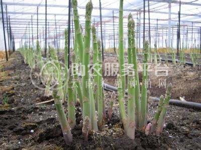 大理芦笋种植基地供应7000千克图2