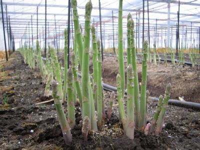 大理芦笋种植基地供应7000千克图2