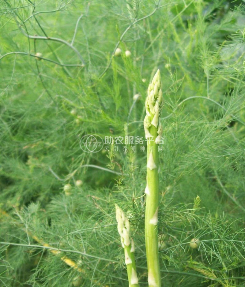 大理芦笋种植基地供应7000千克图3