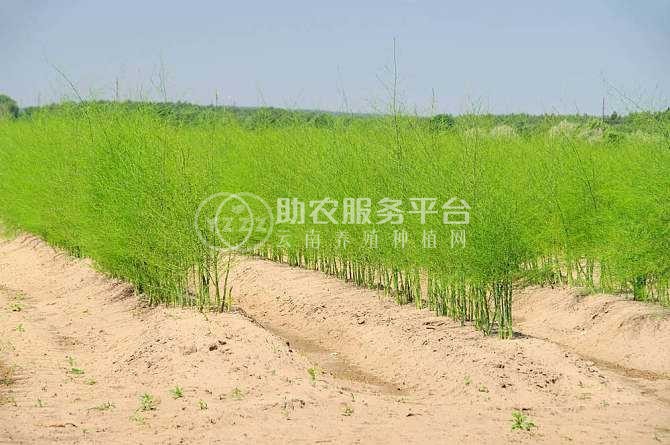 大理芦笋种植基地供应7000千克图4