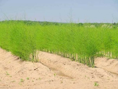 大理芦笋种植基地供应7000千克图4