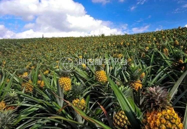 景洪西双版纳菠萝种植专业合作社供应量20吨图1