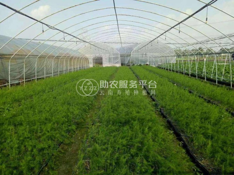大理芦笋种植基地供应7000千克图5