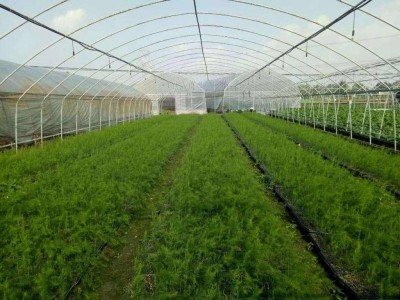 大理芦笋种植基地供应7000千克图5