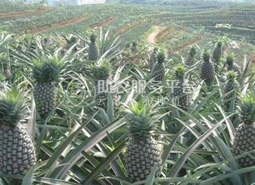 景洪西双版纳菠萝种植专业合作社供应量20吨图2
