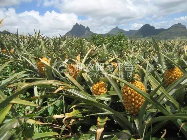 景洪西双版纳菠萝种植专业合作社供应量20吨图3