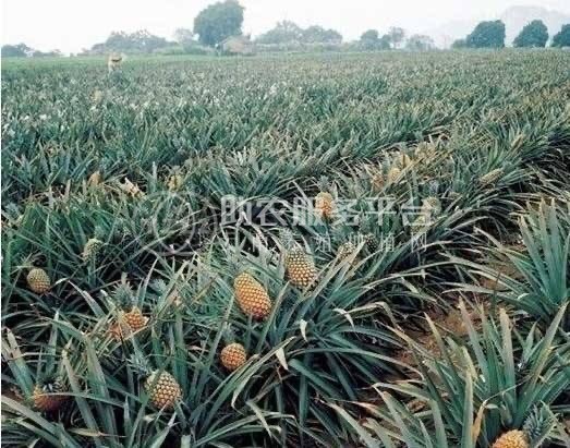 景洪西双版纳菠萝种植专业合作社供应量20吨图4