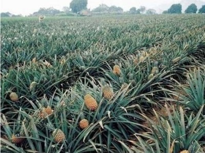 景洪西双版纳菠萝种植专业合作社供应量20吨图4