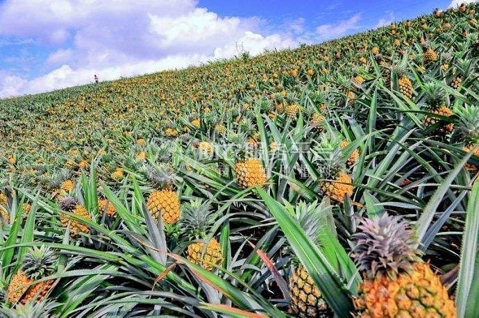 景洪西双版纳菠萝种植专业合作社供应量20吨图5