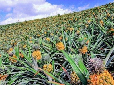 景洪西双版纳菠萝种植专业合作社供应量20吨图5