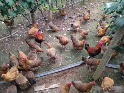 云南昆明傲雪养殖基地 供应量  2万只图4