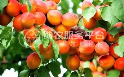 曲靖陆良杏子种植园供应量20吨图1