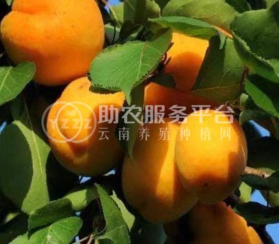 曲靖陆良杏子种植园供应量20吨图4