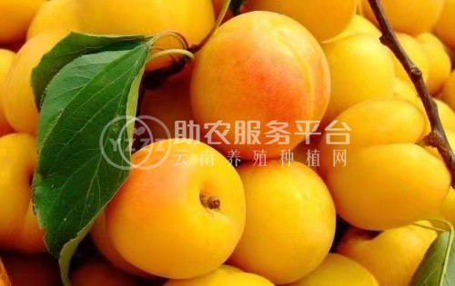 曲靖陆良杏子种植园供应量20吨图5