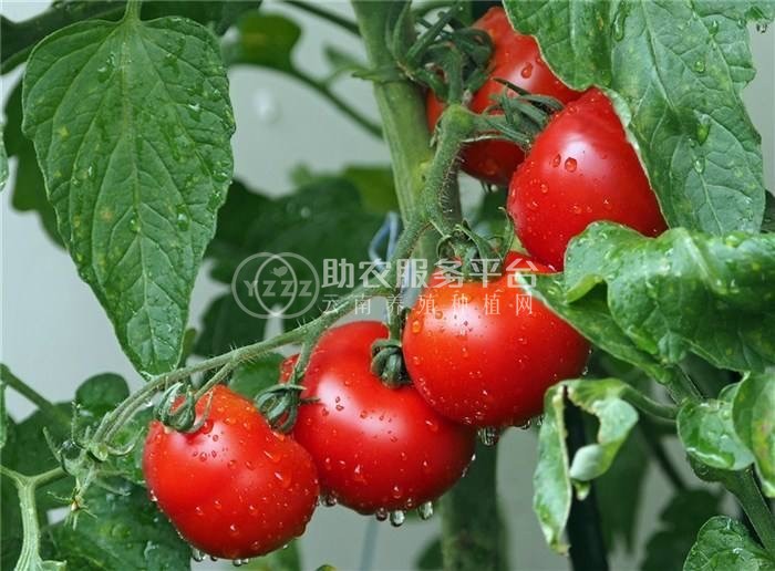保山果蔬种植专业合作社西红柿供应量10吨图2
