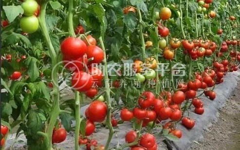 保山果蔬种植专业合作社西红柿供应量10吨图3